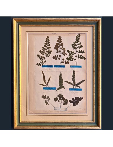 ERBARIO XIX SECOLO