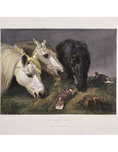 IL PASTO DEI CAVALLI