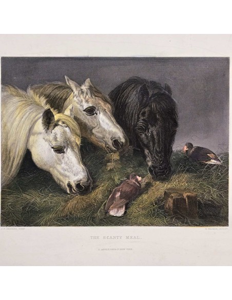 IL PASTO DEI CAVALLI