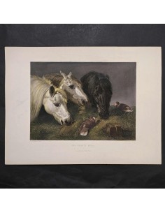 IL PASTO DEI CAVALLI 2