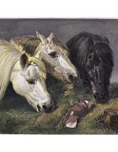 IL PASTO DEI CAVALLI