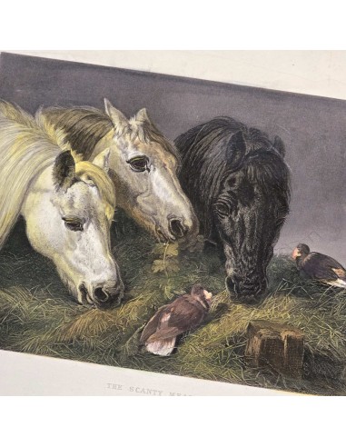 IL PASTO DEI CAVALLI