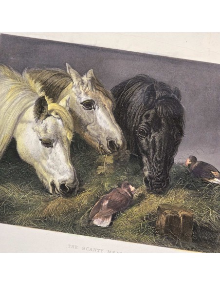 IL PASTO DEI CAVALLI