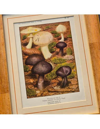 FUNGHI