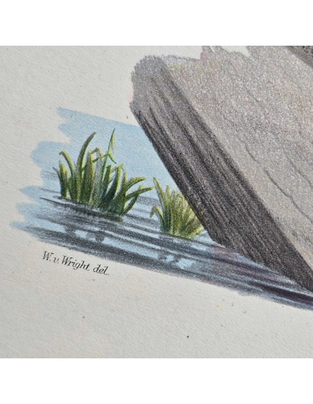 ANATRE