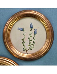 FLORA ALPINA IN TONDO 2