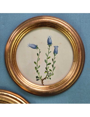 FLORA ALPINA IN TONDO