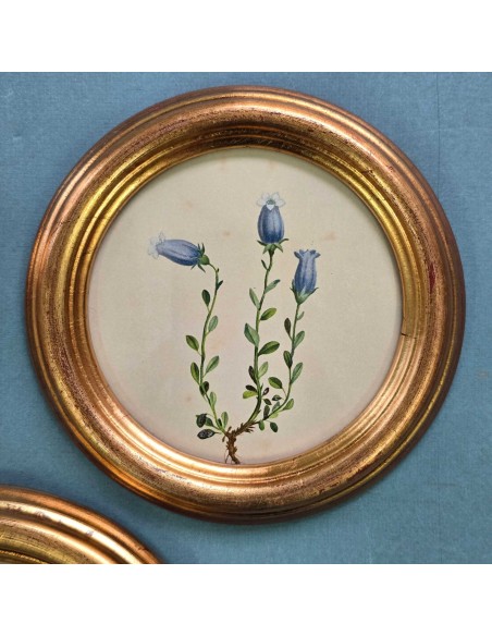 FLORA ALPINA IN TONDO
