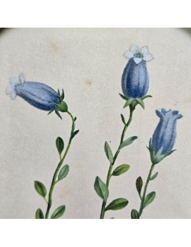 FLORA ALPINA IN TONDO