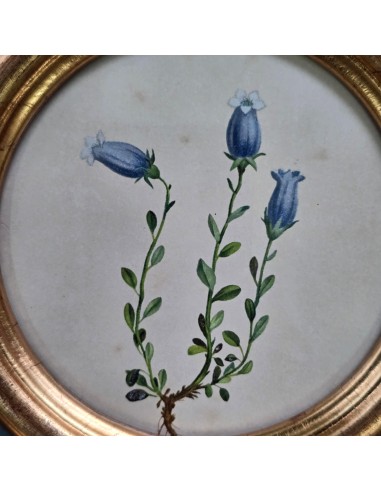 FLORA ALPINA IN TONDO