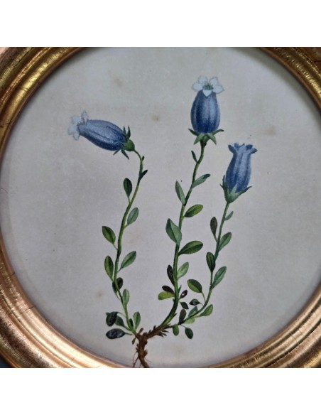 FLORA ALPINA IN TONDO