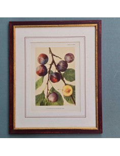 FRUTTA 2