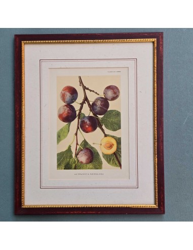 FRUTTA