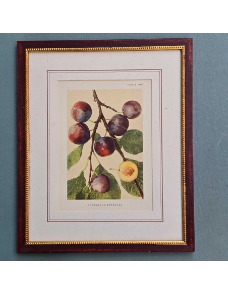 FRUTTA