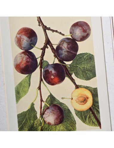 FRUTTA