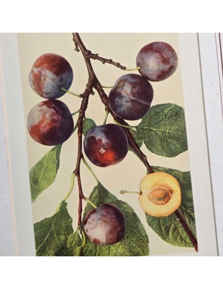 FRUTTA