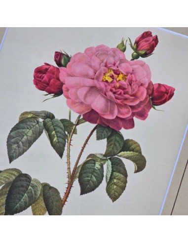 ROSE REDOUTE IN LEGNO