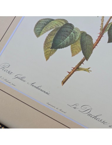 ROSE REDOUTE IN LEGNO