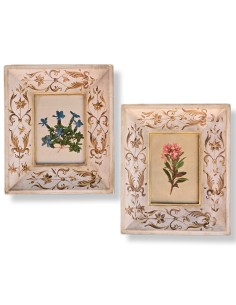 BOTANICA PROVENZALI