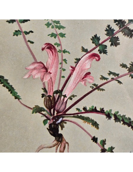 BOTANICA PROVENZALI