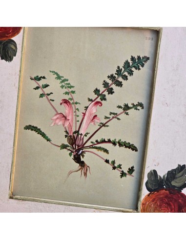 BOTANICA PROVENZALI