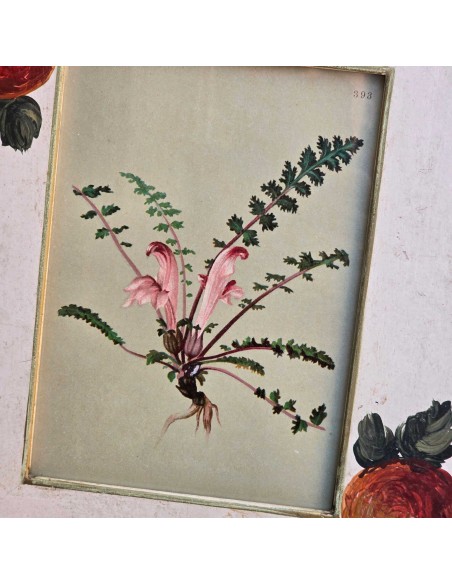 BOTANICA PROVENZALI