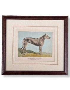 CANI - Deerhound