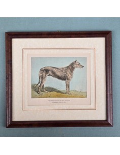 CANI - Deerhound 2