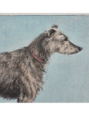 CANI - Deerhound