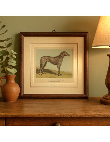 CANI - Deerhound