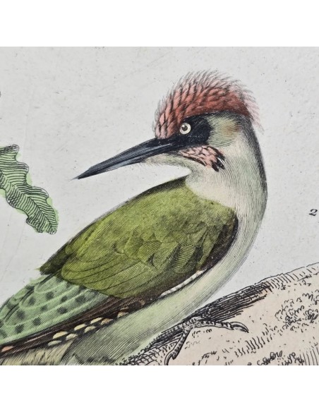 UCCELLI - PICCHI
