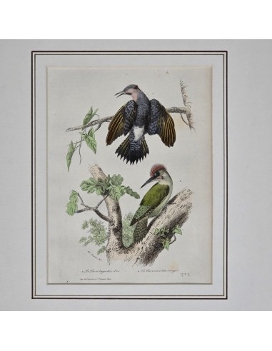 UCCELLI - PICCHI