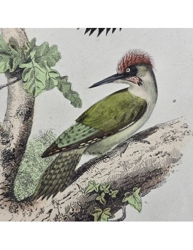 UCCELLI - PICCHI