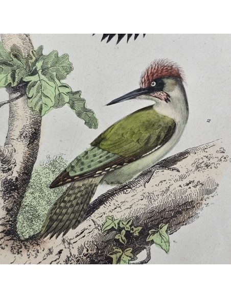 UCCELLI - PICCHI