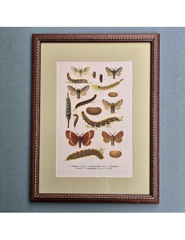FARFALLE in legno