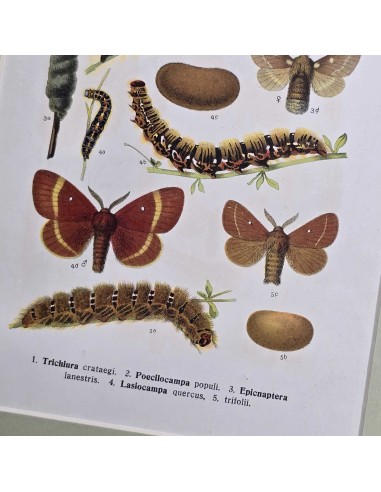 FARFALLE in legno