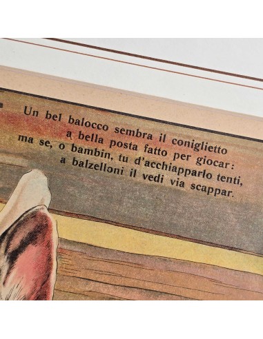 IL CONIGLIO