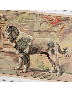 IL CANE - PASTORE AUSTRALIANO 2