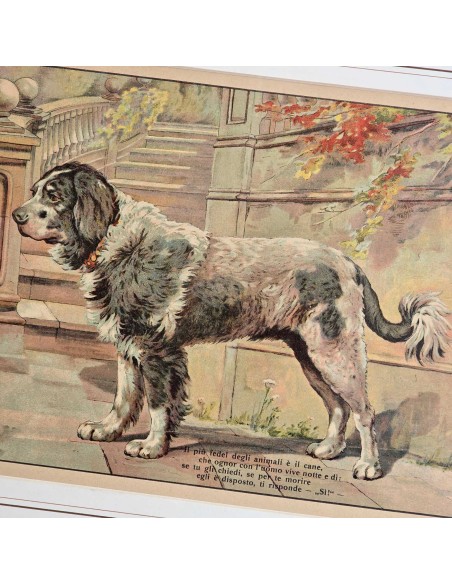 IL CANE - PASTORE AUSTRALIANO