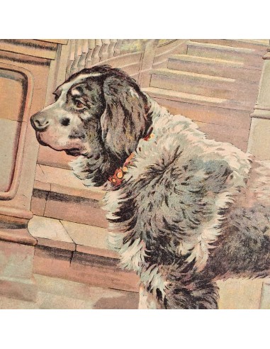IL CANE - PASTORE AUSTRALIANO
