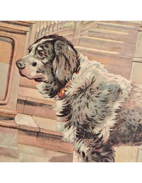 IL CANE - PASTORE AUSTRALIANO