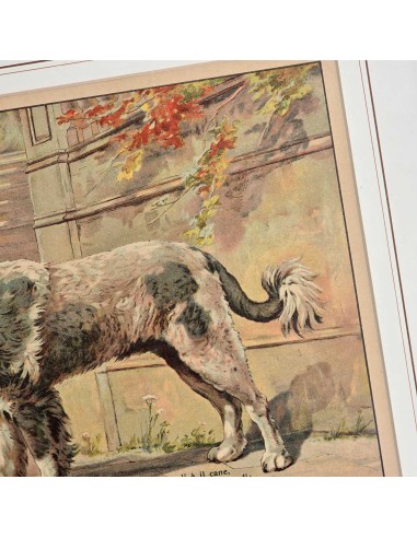 IL CANE - PASTORE AUSTRALIANO