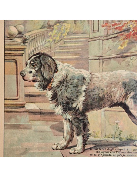 IL CANE - PASTORE AUSTRALIANO