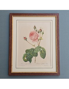 ROSE 2