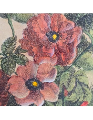 LES VASES DIAPHANES