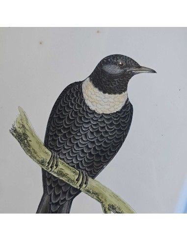 UCCELLI IN AVORIO