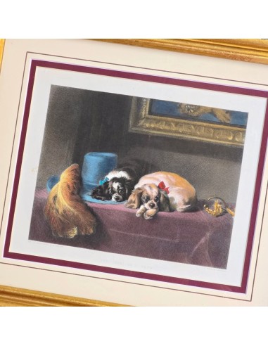 CAVALIER KING CHARLES SPANIEL
