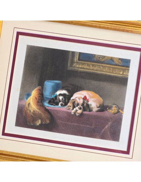 CAVALIER KING CHARLES SPANIEL