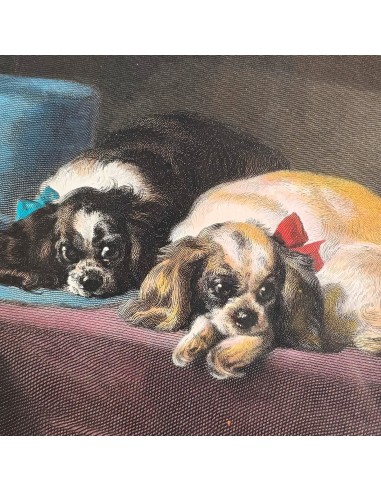 CAVALIER KING CHARLES SPANIEL