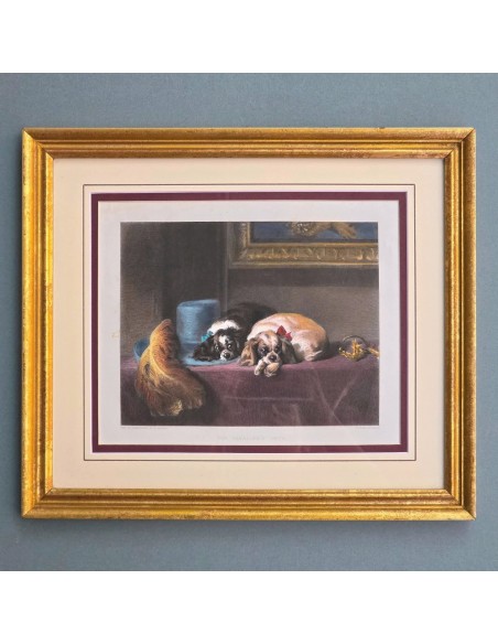 CAVALIER KING CHARLES SPANIEL